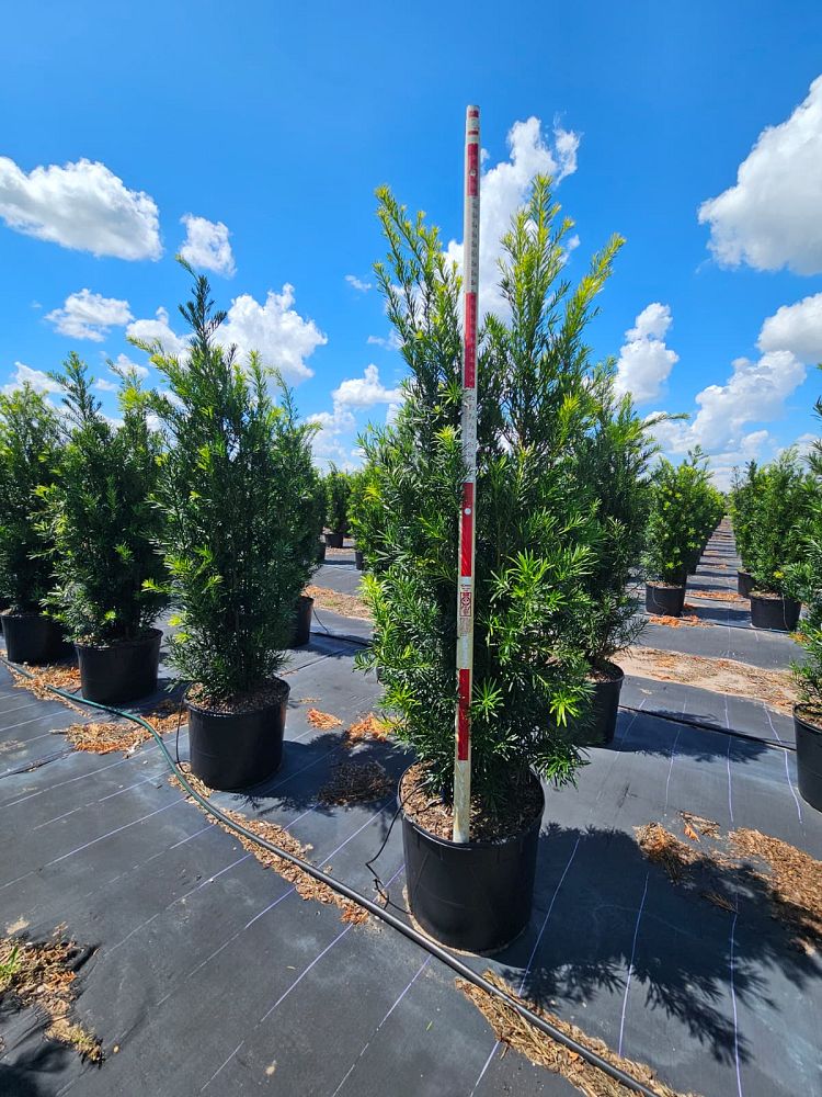 podocarpus-macrophyllus-japanese-yew