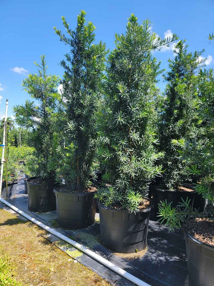 podocarpus-macrophyllus-japanese-yew