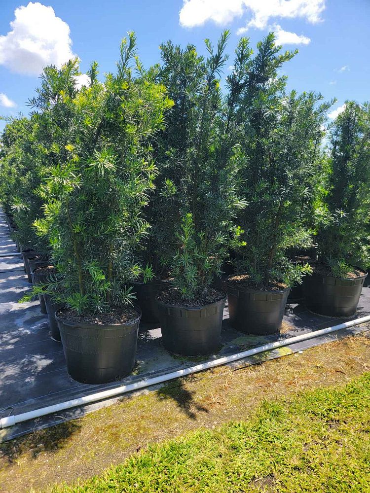 podocarpus-macrophyllus-japanese-yew