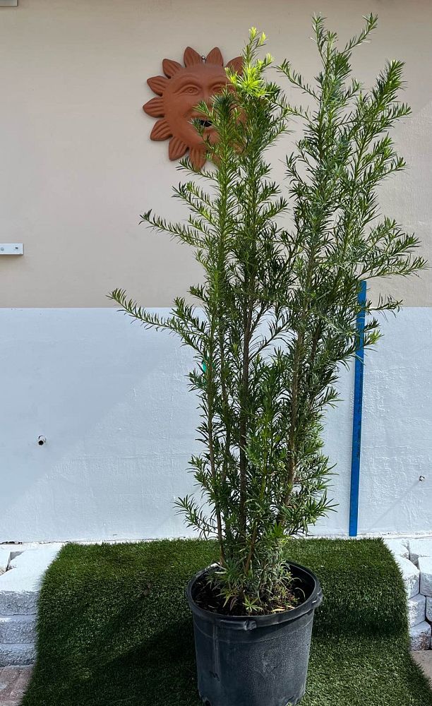 podocarpus-macrophyllus-japanese-yew