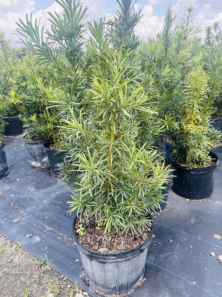 podocarpus-macrophyllus-japanese-yew