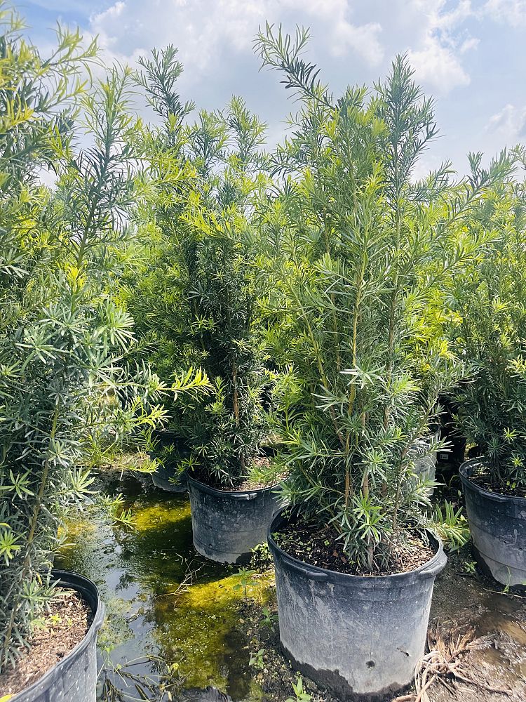 podocarpus-macrophyllus-japanese-yew