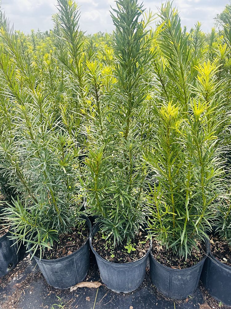 podocarpus-macrophyllus-japanese-yew