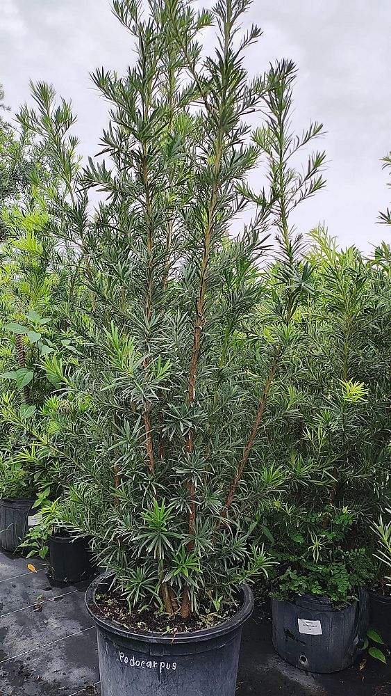podocarpus-macrophyllus-japanese-yew