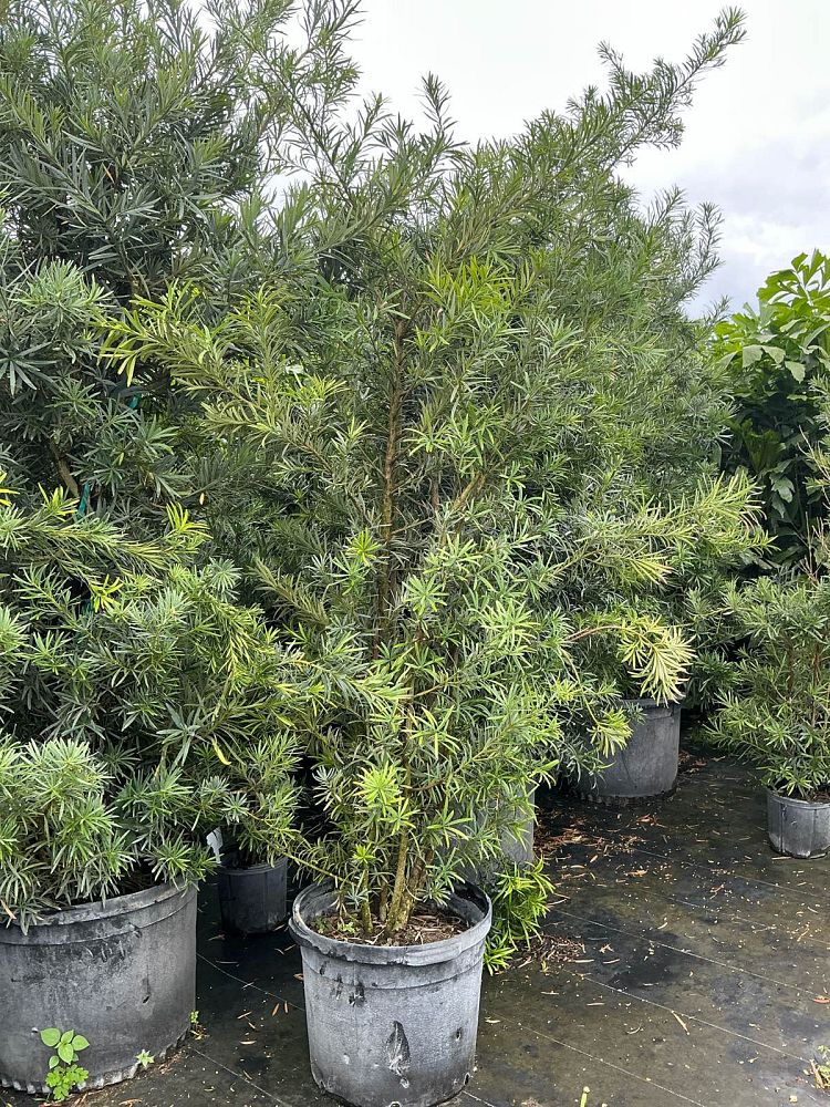 podocarpus-macrophyllus-japanese-yew