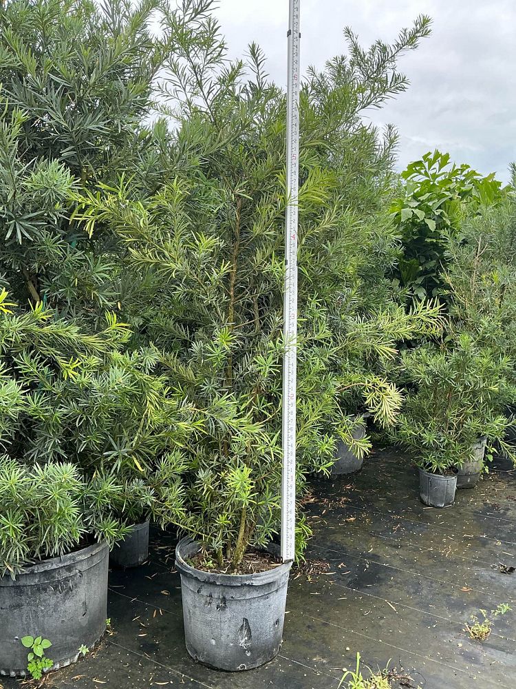 podocarpus-macrophyllus-japanese-yew