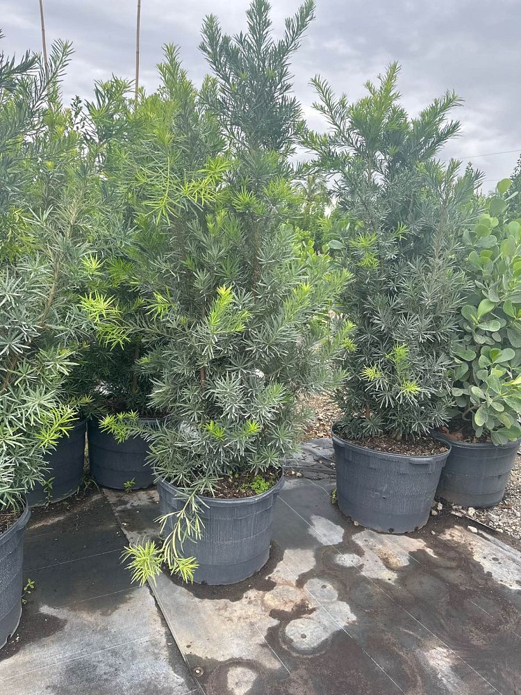 podocarpus-macrophyllus-japanese-yew