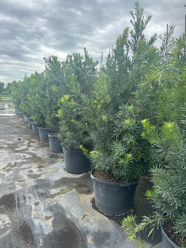 podocarpus-macrophyllus-japanese-yew