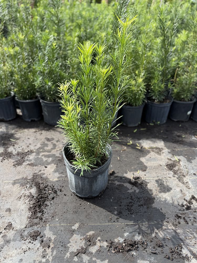 podocarpus-macrophyllus-japanese-yew