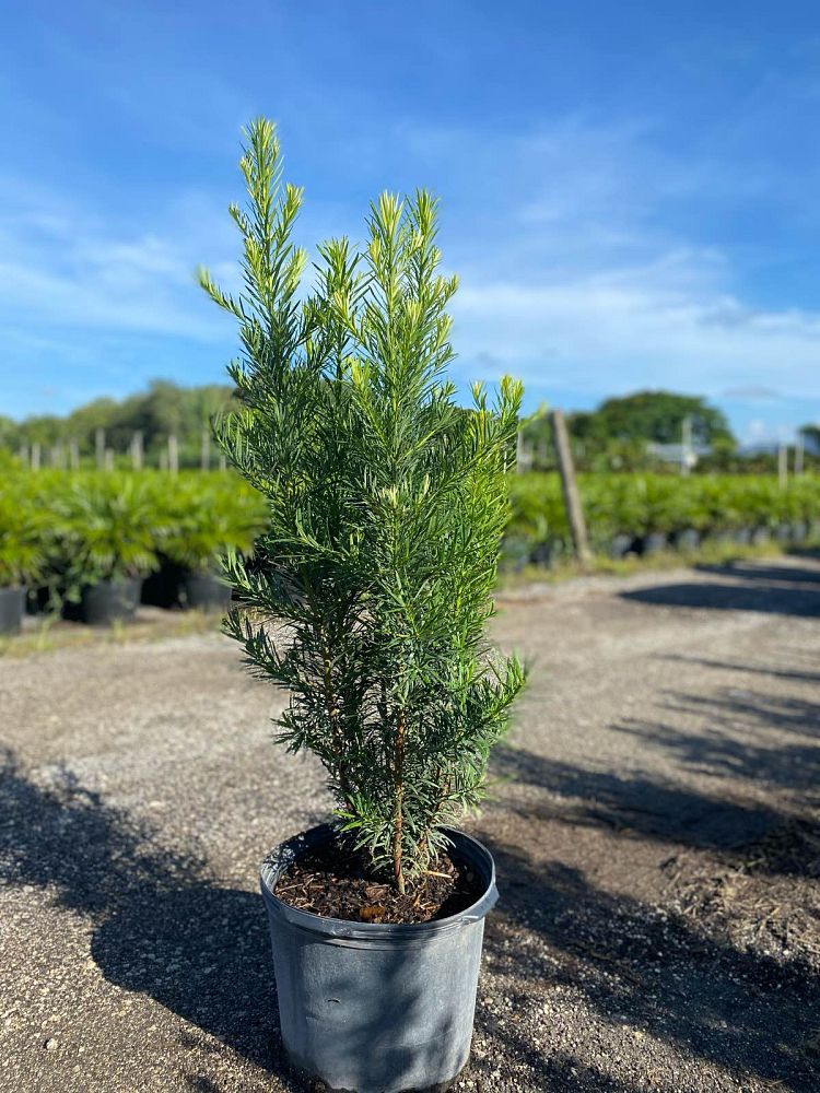 podocarpus-macrophyllus-japanese-yew