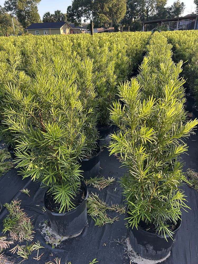 podocarpus-macrophyllus-japanese-yew