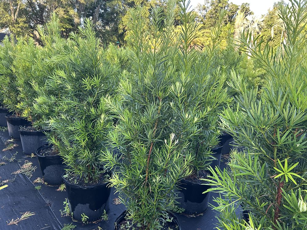 podocarpus-macrophyllus-japanese-yew