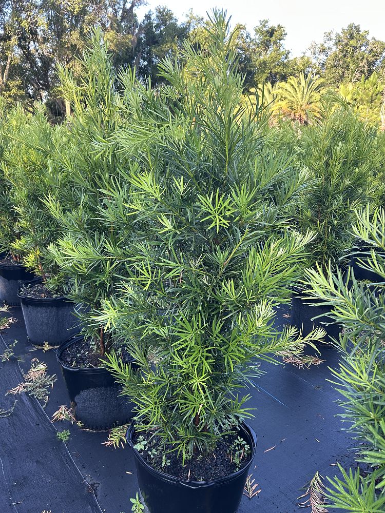 podocarpus-macrophyllus-japanese-yew