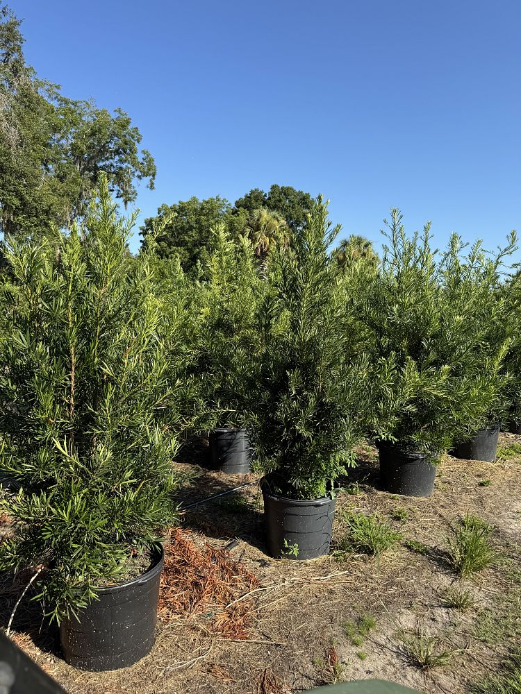 podocarpus-macrophyllus-japanese-yew