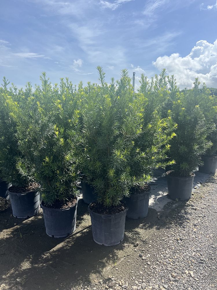 podocarpus-macrophyllus-japanese-yew