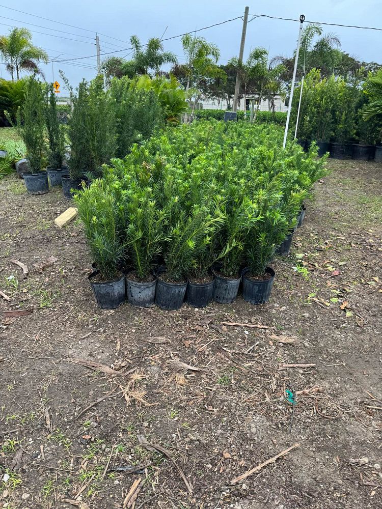 podocarpus-macrophyllus-japanese-yew