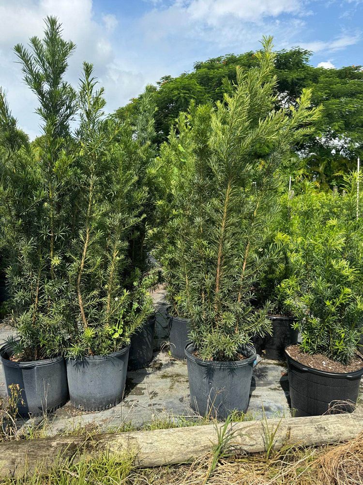 podocarpus-macrophyllus-japanese-yew