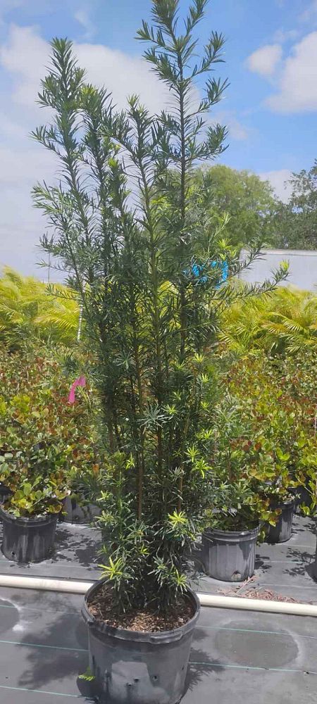 podocarpus-macrophyllus-japanese-yew