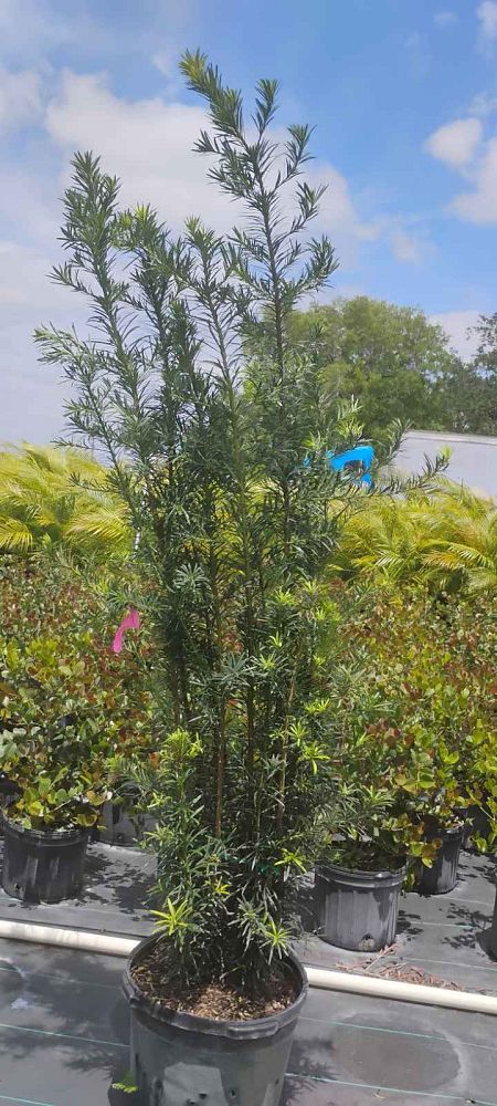 podocarpus-macrophyllus-japanese-yew