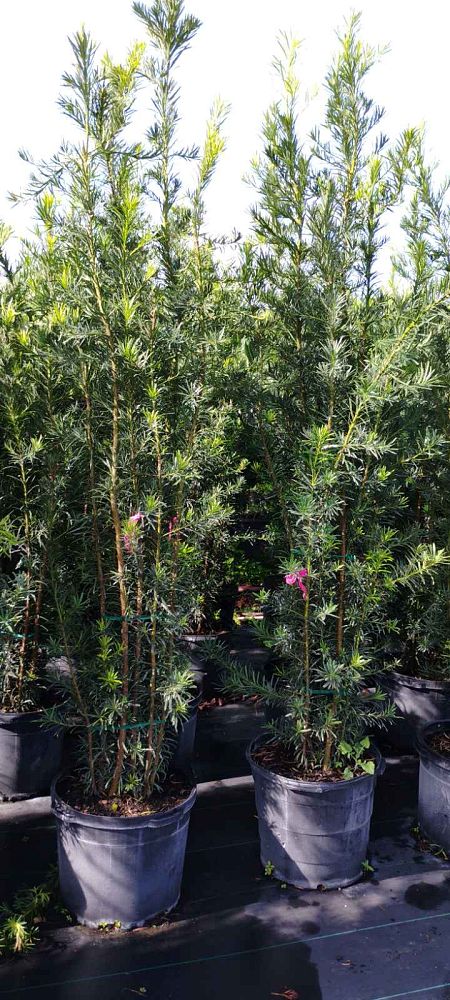 podocarpus-macrophyllus-japanese-yew