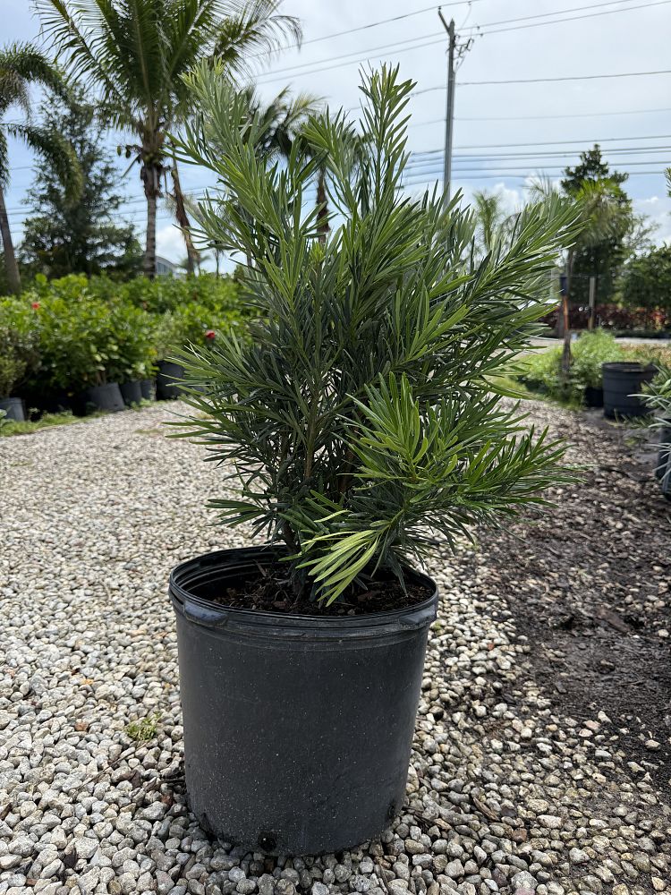 podocarpus-macrophyllus-japanese-yew