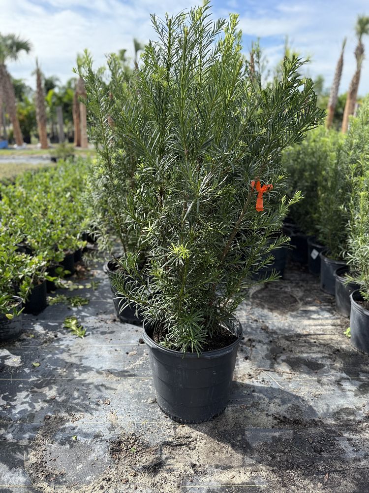 podocarpus-macrophyllus-japanese-yew