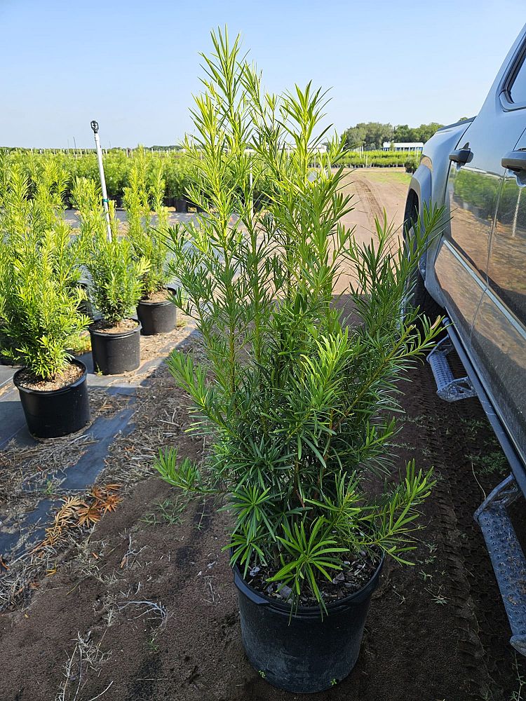 podocarpus-macrophyllus-japanese-yew