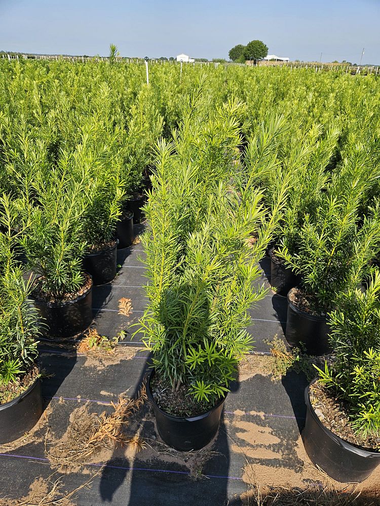 podocarpus-macrophyllus-japanese-yew