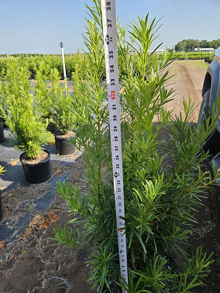 podocarpus-macrophyllus-japanese-yew