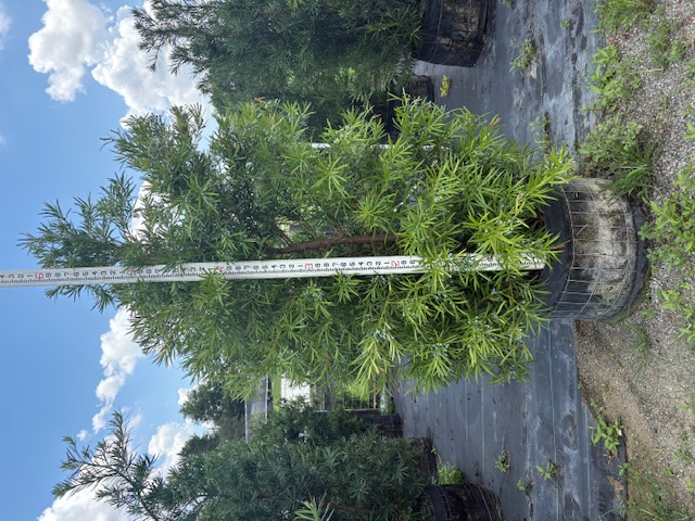 podocarpus-macrophyllus-japanese-yew