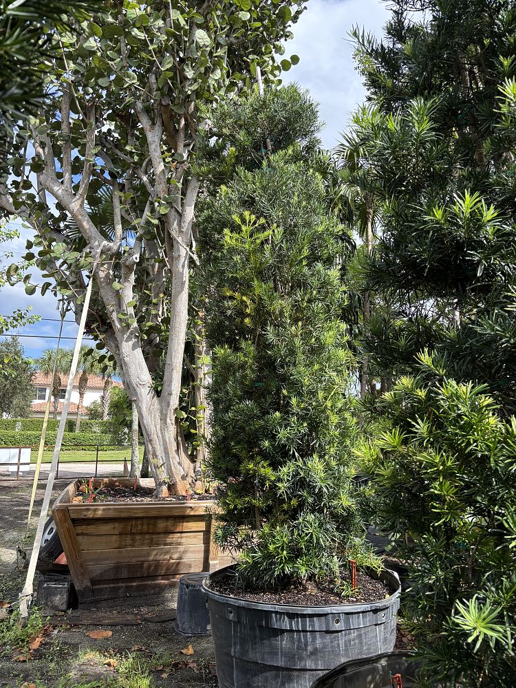 podocarpus-macrophyllus-japanese-yew