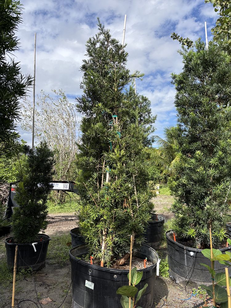 podocarpus-macrophyllus-japanese-yew