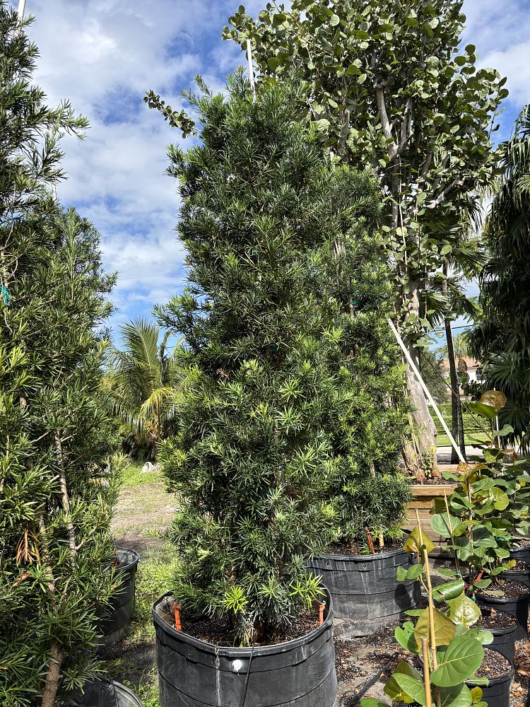 podocarpus-macrophyllus-japanese-yew