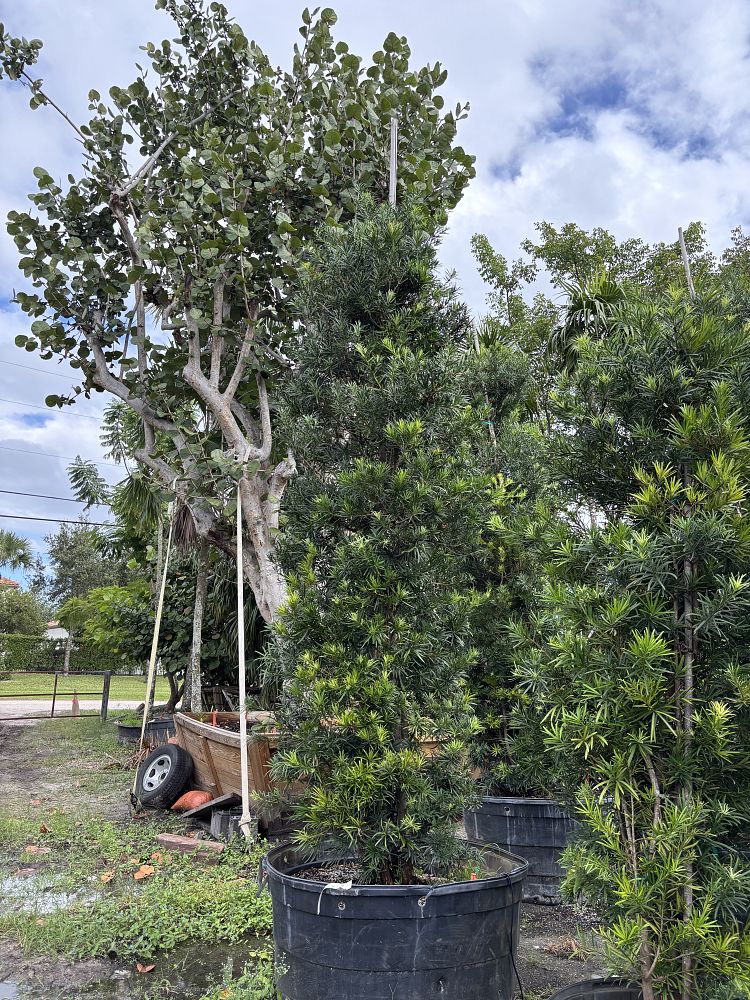 podocarpus-macrophyllus-japanese-yew