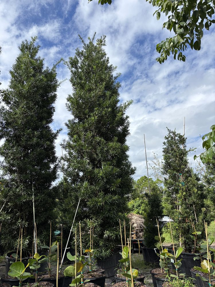 podocarpus-macrophyllus-japanese-yew