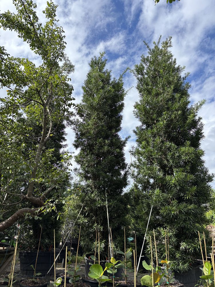 podocarpus-macrophyllus-japanese-yew