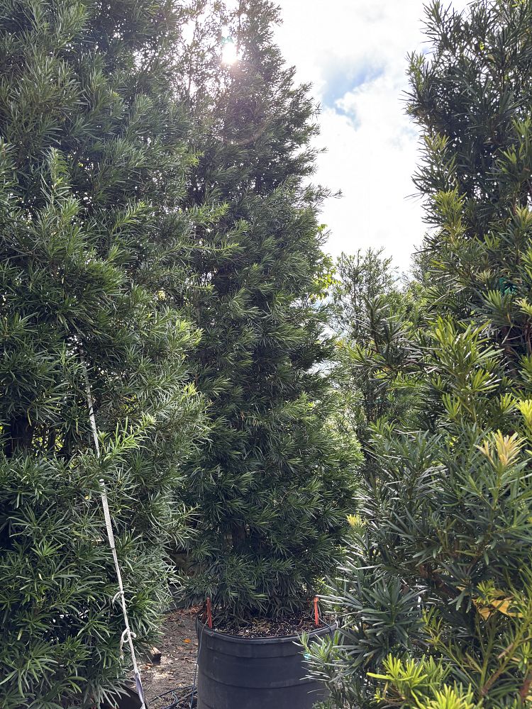 podocarpus-macrophyllus-japanese-yew