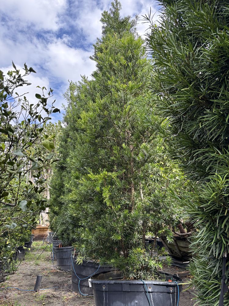 podocarpus-macrophyllus-japanese-yew