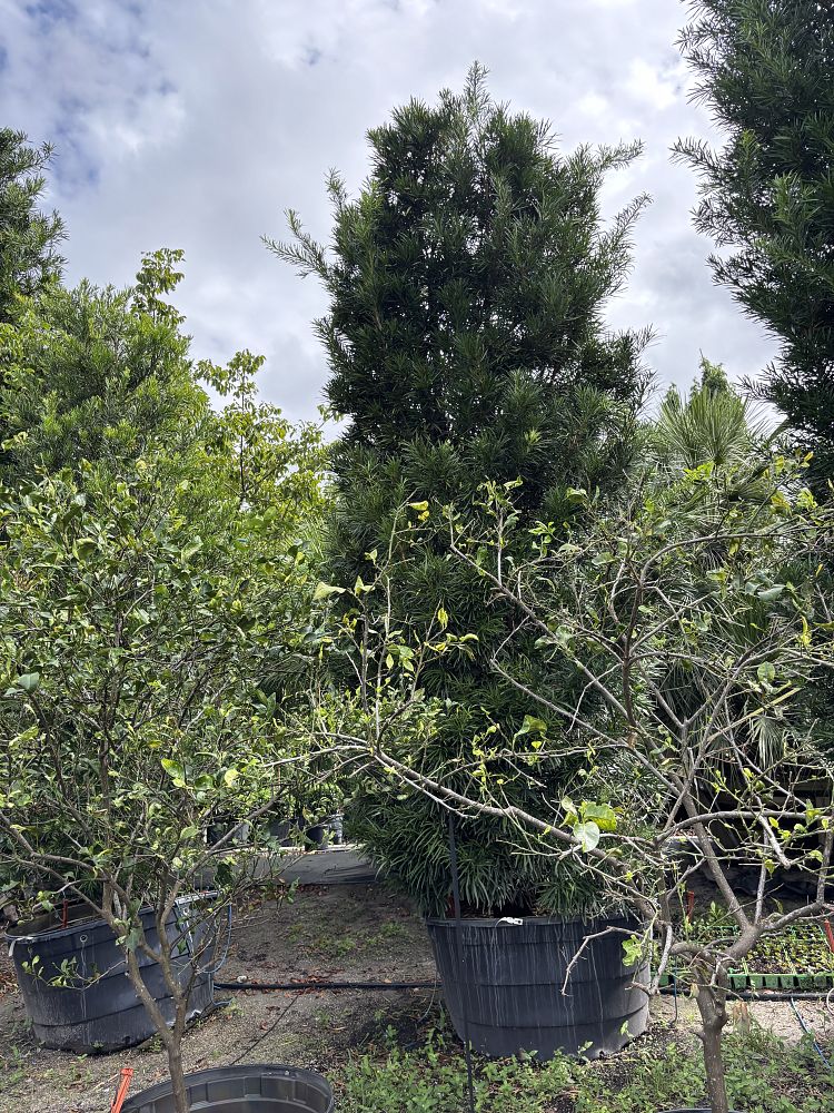 podocarpus-macrophyllus-japanese-yew