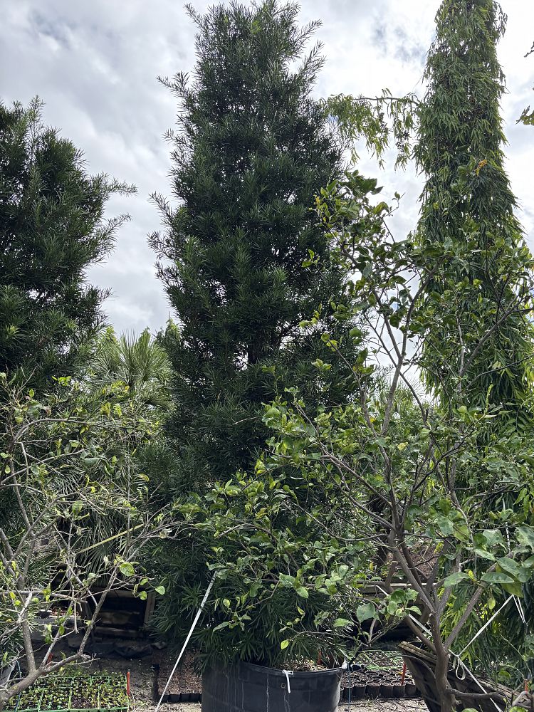 podocarpus-macrophyllus-japanese-yew