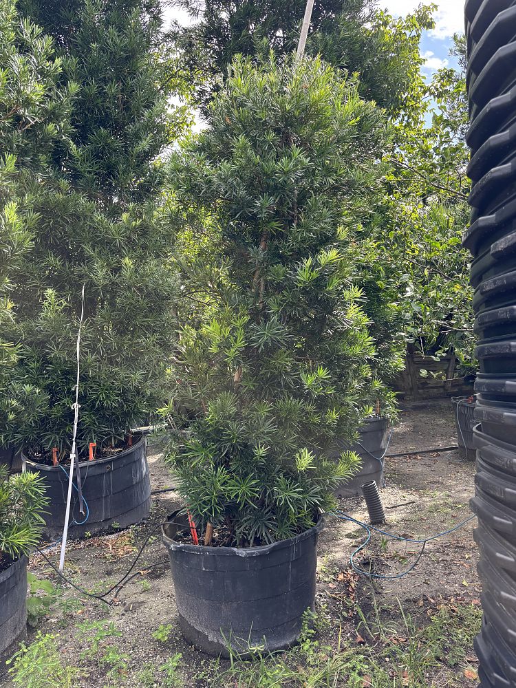 podocarpus-macrophyllus-japanese-yew