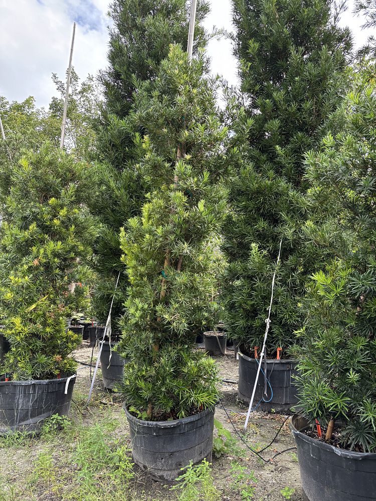 podocarpus-macrophyllus-japanese-yew