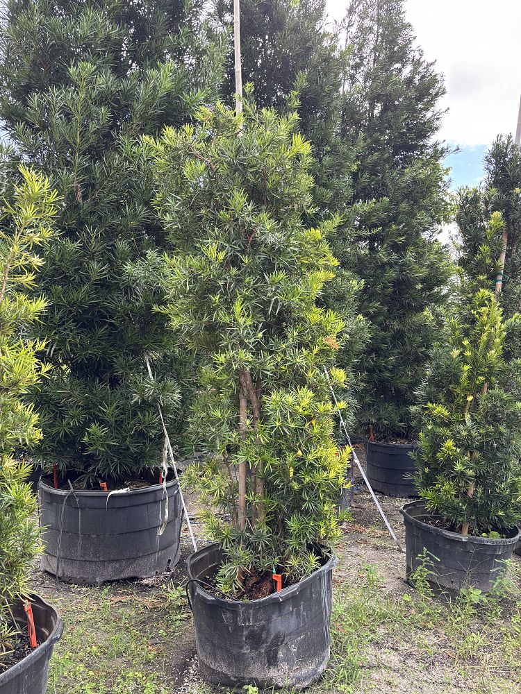 podocarpus-macrophyllus-japanese-yew