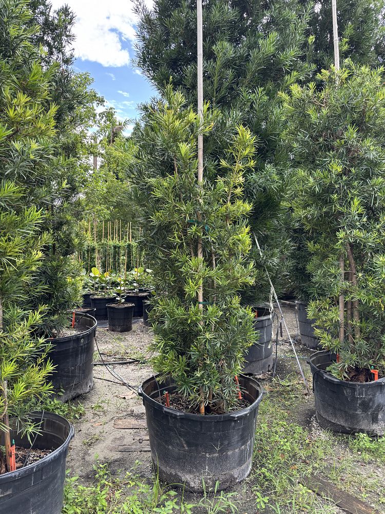 podocarpus-macrophyllus-japanese-yew