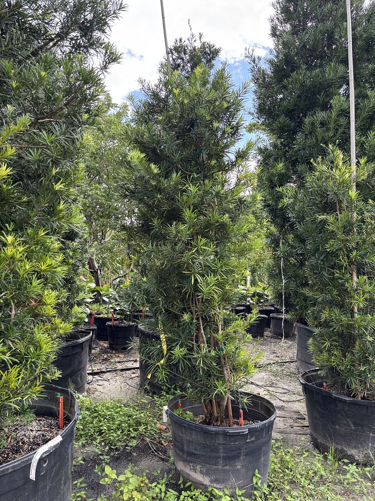 podocarpus-macrophyllus-japanese-yew