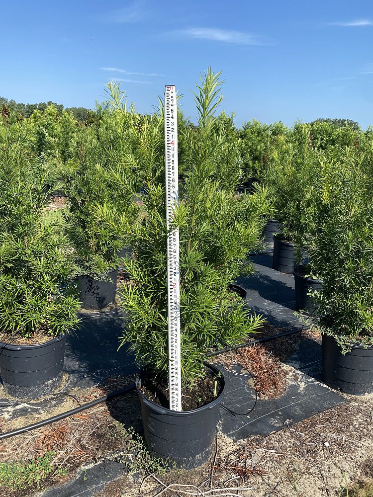 podocarpus-macrophyllus-japanese-yew