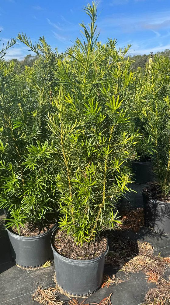 podocarpus-macrophyllus-japanese-yew