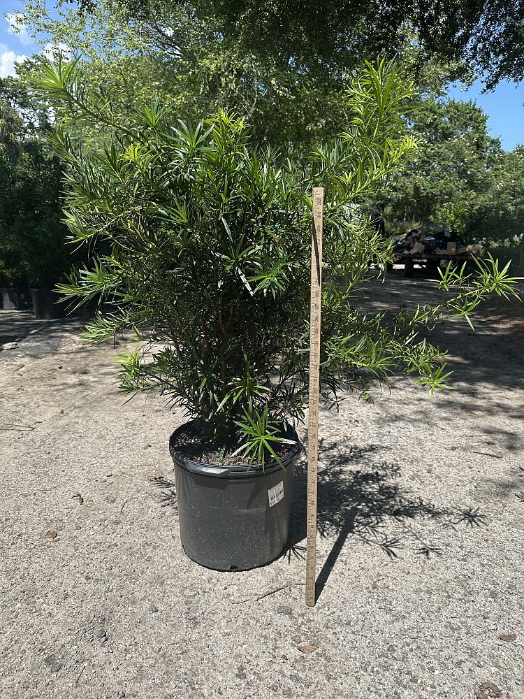 podocarpus-macrophyllus-japanese-yew