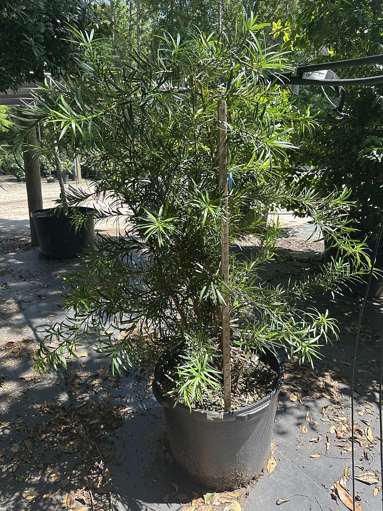 podocarpus-macrophyllus-japanese-yew