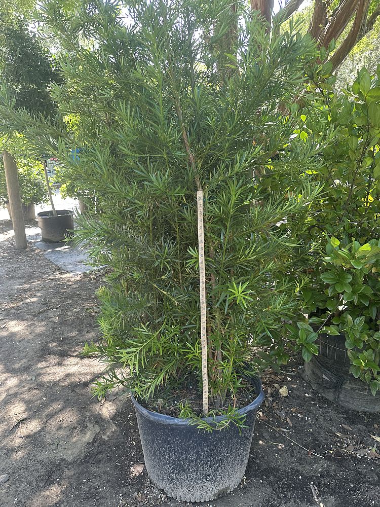 podocarpus-macrophyllus-japanese-yew
